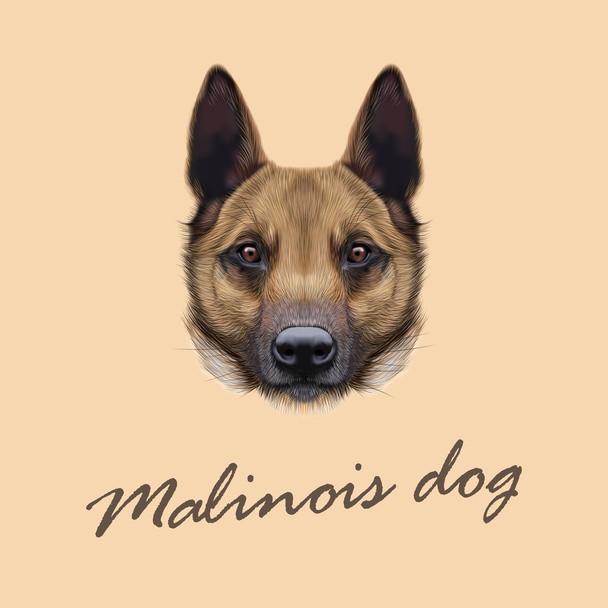 Vektor illustrierte Portrait von malinois Hund. - Vektor, Bild