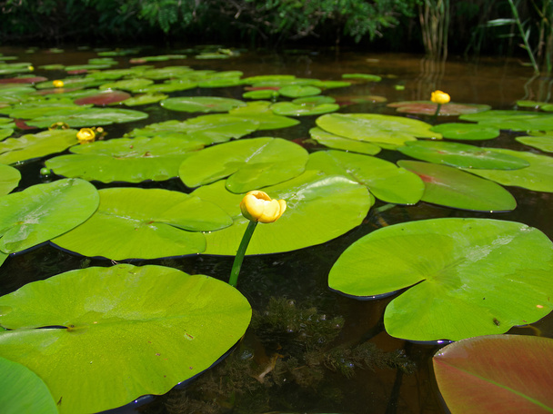 water lily planten - Foto, afbeelding