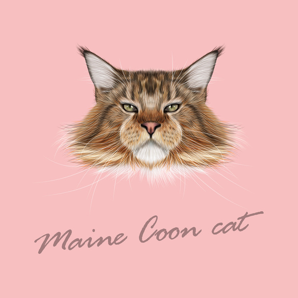 Maine coon – maksuttomia kuvapankin vektoreita