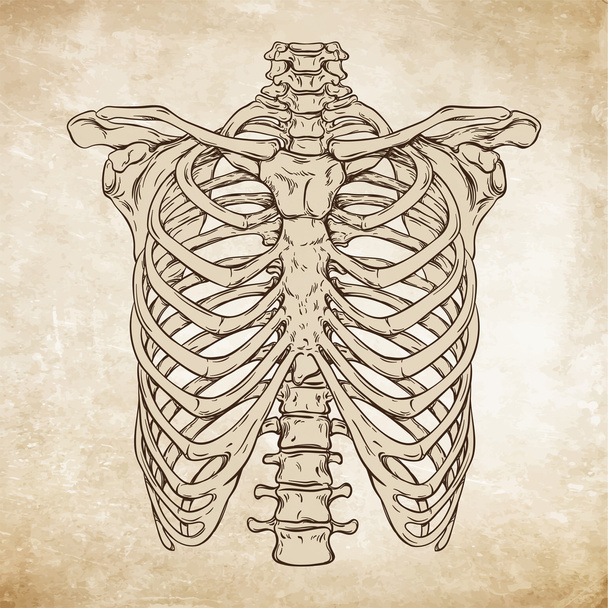 Hand drawn line art anatomically correct human ribcage vector illustration - Vector, Image