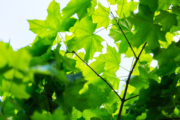 Maple leaves background - Фото, зображення