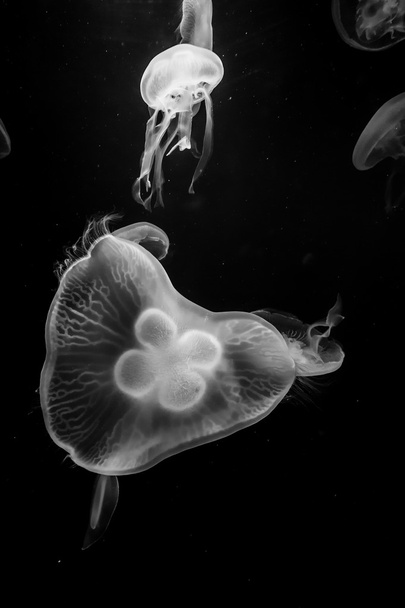Meduusat, mustavalkoiset
 - Valokuva, kuva