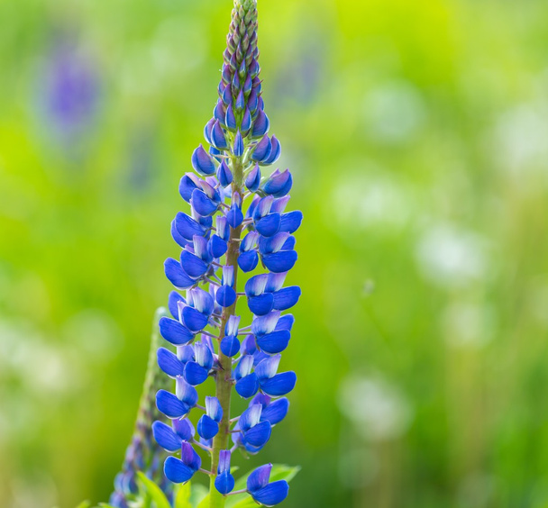 Wild blue lupinus flowers - Fotoğraf, Görsel