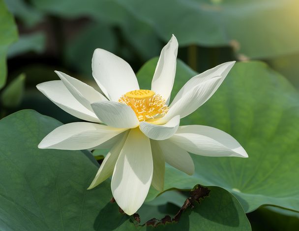 Fioritura fiore di loto
 - Foto, immagini