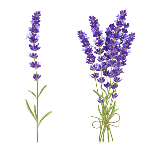 Lavender Cut Flowers Realistic Image - Vector, Image