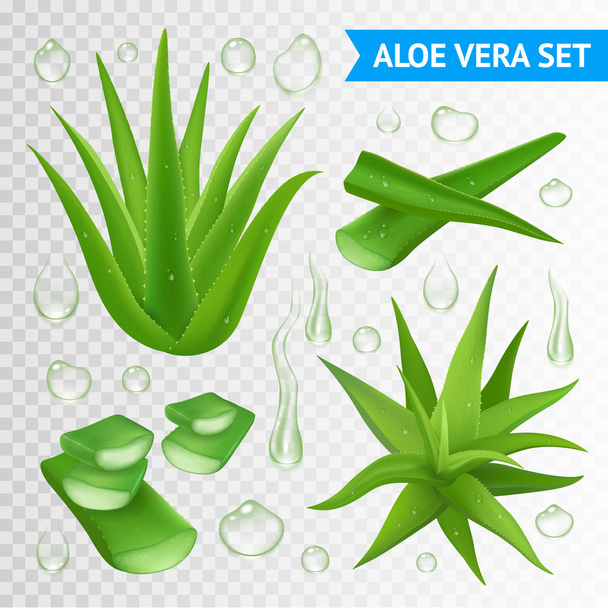 透明な背景にアロエベラの植物 - ベクター画像