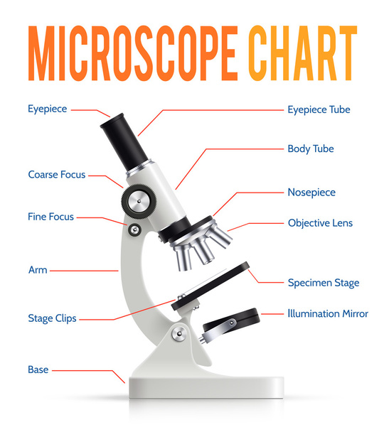 Reális Mikroszkóp alkatrészek infographic bemutatása chart - Vektor, kép