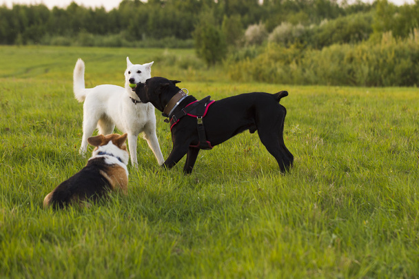 Three dogs on a walk - Fotografie, Obrázek