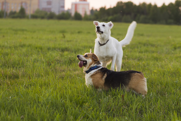 Welsh Corgi and Swiss shepherd dog on a background of green gras - Foto, afbeelding