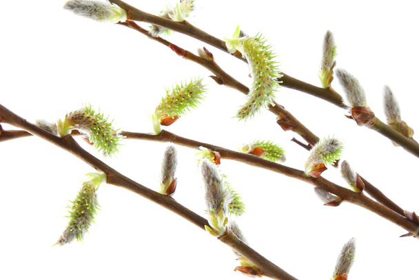 katjes willow branch die Pasen geïsoleerd - Foto, afbeelding