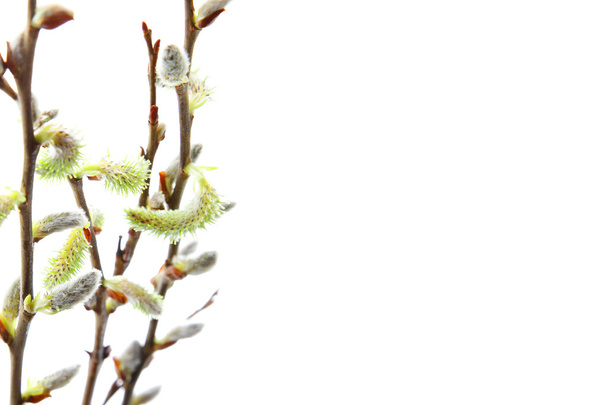 catkins willow branch easter isolated - Photo, Image