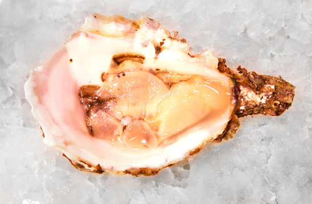 oyster mediterranean sea food fresh on ice barcelona market - Φωτογραφία, εικόνα