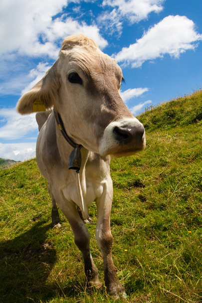 緑の牧草地でアルペン牛 - 写真・画像