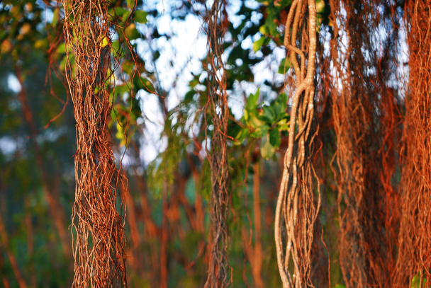 bruine boom wijnstokken in het regenwoud - Foto, afbeelding