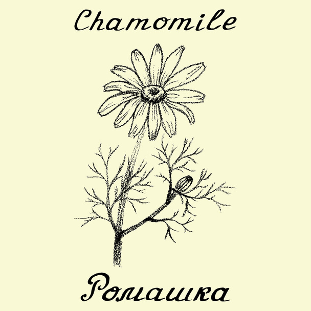Chamomile . Drawing and hand-lettering - Vector, Image