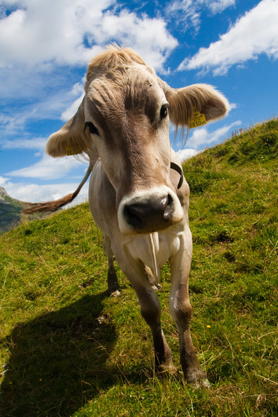 緑の牧草地でアルペン牛 - 写真・画像