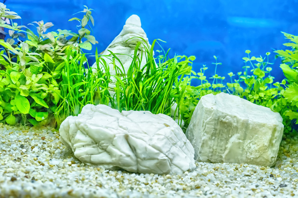 Plante aquatique ou plante aquatique ou mauvaise herbe aquatique
 - Photo, image