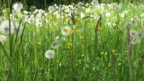 Spring meadow with dandelions. Ripe seeds of dandelions - Footage, Video