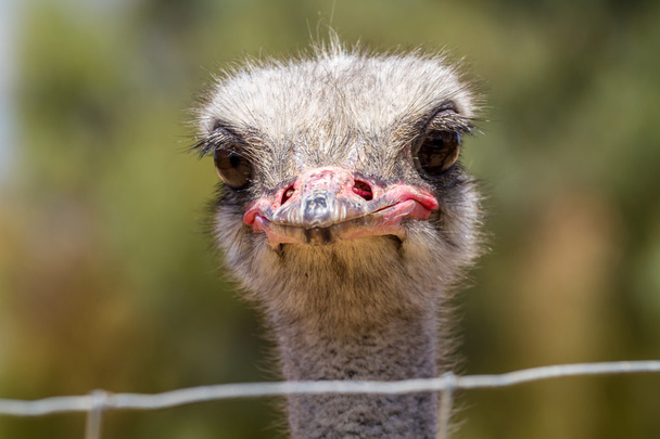 The head of an ostrich, close-up - Fotoğraf, Görsel