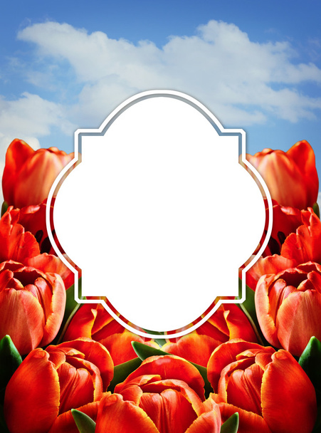 赤いチューリップの花と空 - 写真・画像