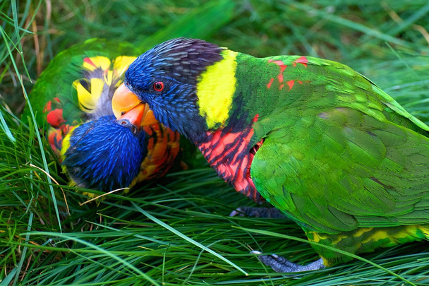 φιλιά rainbow lorikeets - Φωτογραφία, εικόνα