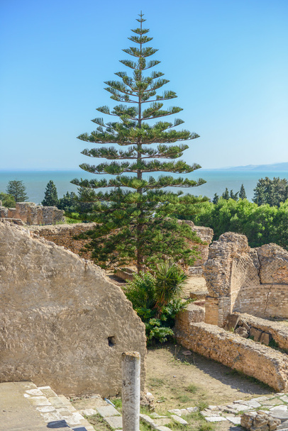 ruiny antonine kąpiele w Kartaginie, Tunezja - Zdjęcie, obraz