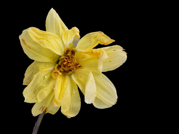 Dália amarela flor murcha
 - Foto, Imagem
