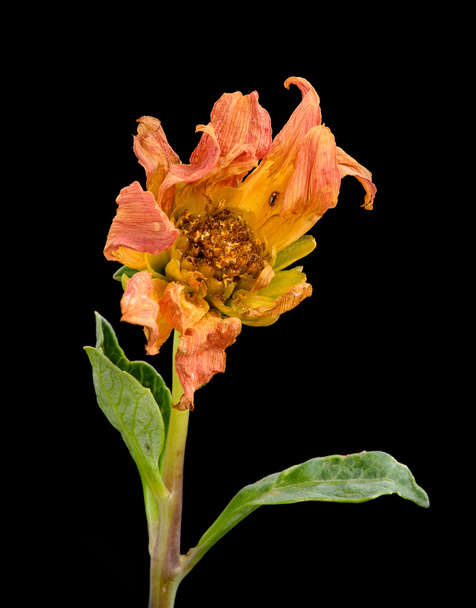 Elszáradt virágok élettelen dahlia - Fotó, kép