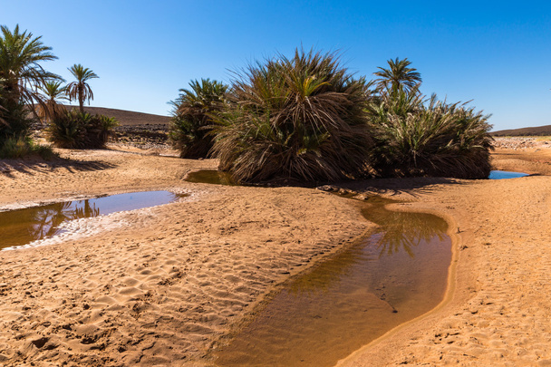 water in the oasis, Sahara desert - Photo, Image