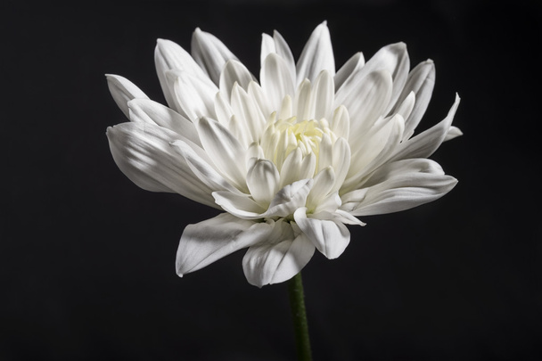 Single white chrysanthemum on black background - Photo, Image