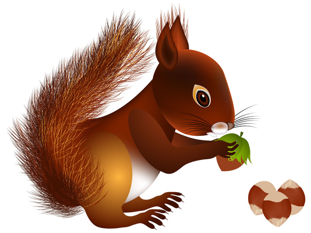 Squirrel with hazelnut. - Vector, Image