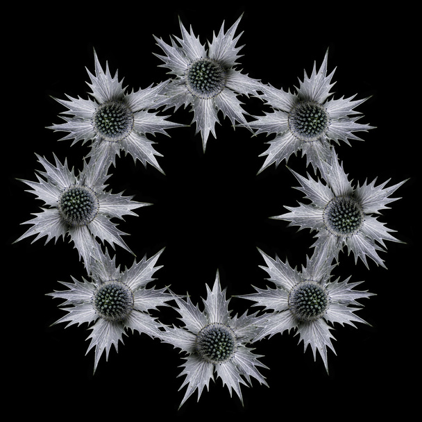 Eryngium virágok fekete háttér gyűrű - Fotó, kép