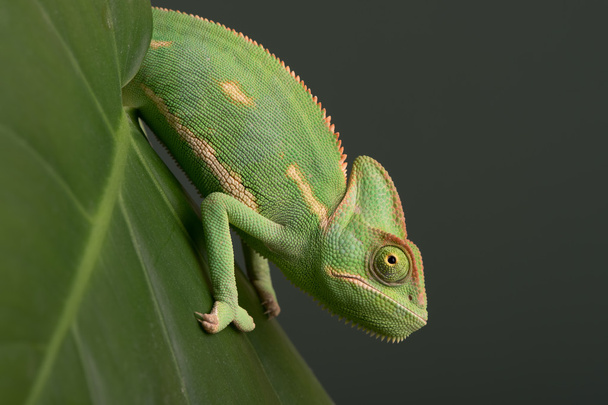 Kameleon jemeński (chamaeleo calyptratus) - Zdjęcie, obraz