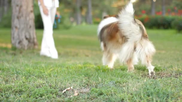 Aufmunterung für den Hund im Park - Filmmaterial, Video