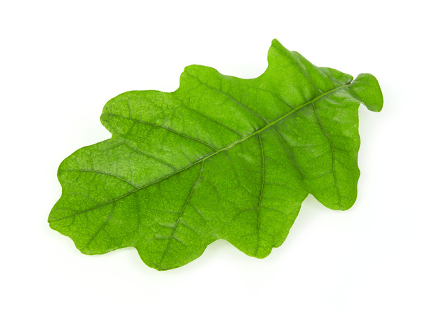 Oak leaf op witte - Foto, afbeelding