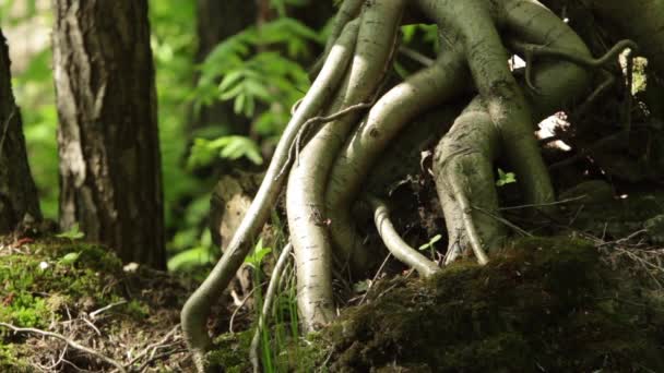 raízes aéreas da árvore
 - Filmagem, Vídeo