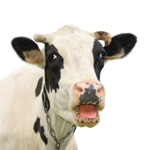 divertente carino parlando mucca isolato su bianco
 - Foto, immagini