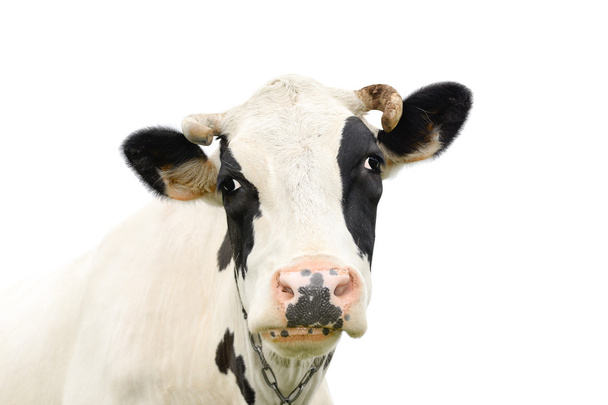 Hauska söpö puhuva lehmä eristetty valkoinen
 - Valokuva, kuva