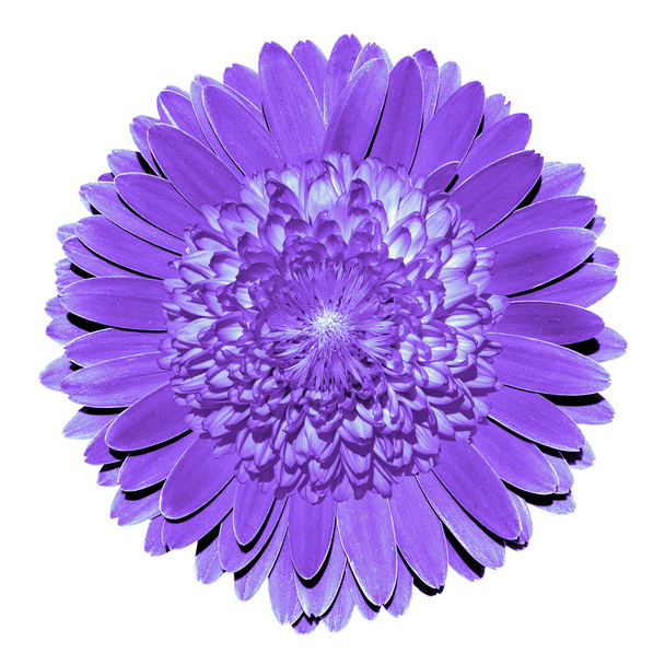 Surrealistische fantasie violet bloem macro geïsoleerd op wit - Foto, afbeelding
