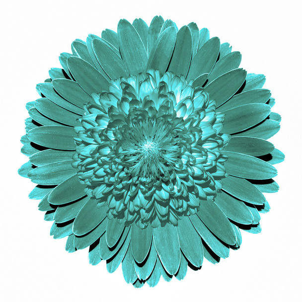 Surrealista fantasia turquesa flor macro isolado em branco
 - Foto, Imagem