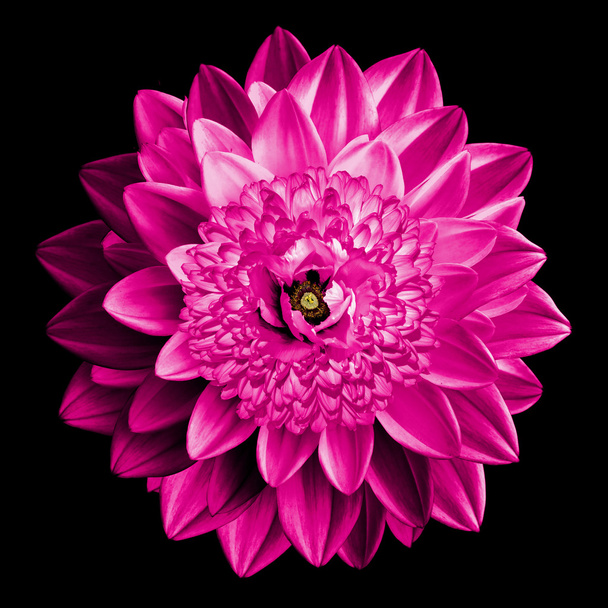 surrealistische Fantasie rosa Blume Makro isoliert auf schwarz - Foto, Bild