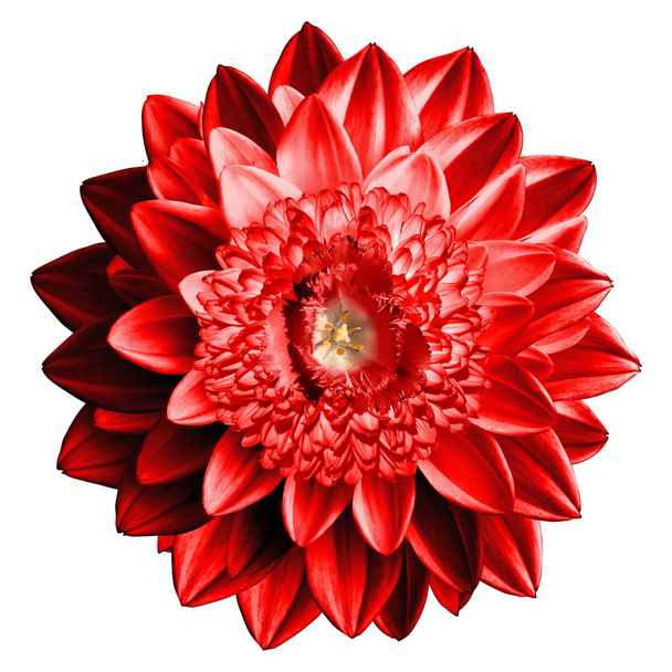 Surrealistic fantasy red flower macro isolated on white - Photo, Image