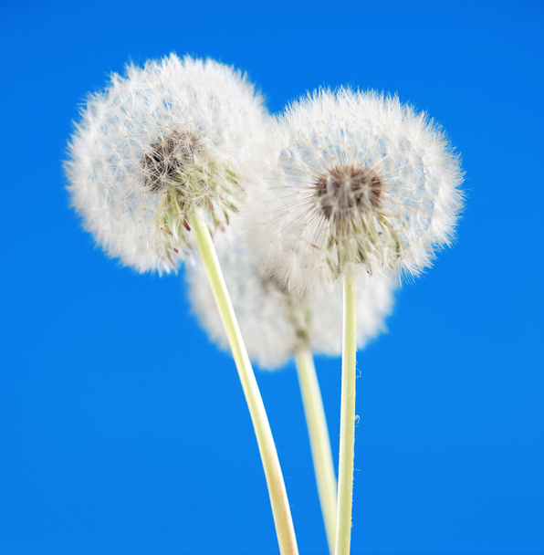 dandelion flower on blue color background, many closeup object - Photo, Image