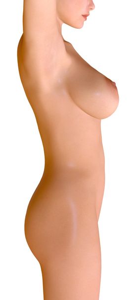 3d illustration of young woman torso breast procedures  - Fotografie, Obrázek