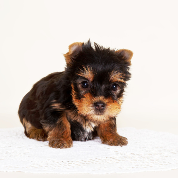 Puppy on the white background - Photo, Image