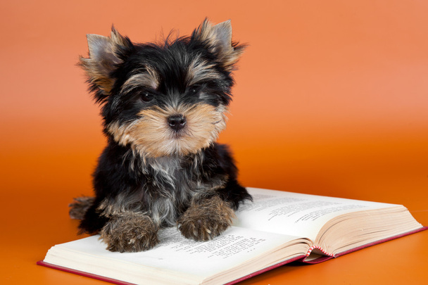 Puppy on the book on orange background - Photo, Image