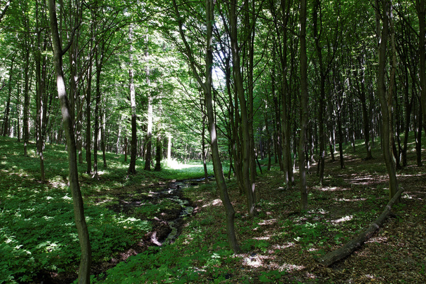 Zonneschijn in het groene bos - Foto, afbeelding