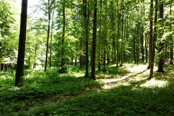 Zonneschijn in het groene bos - Foto, afbeelding