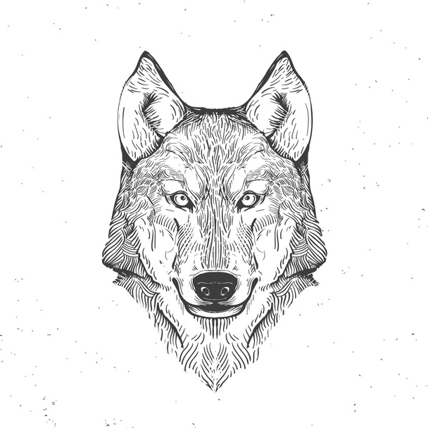 Wolf hoofd op wit - Vector, afbeelding