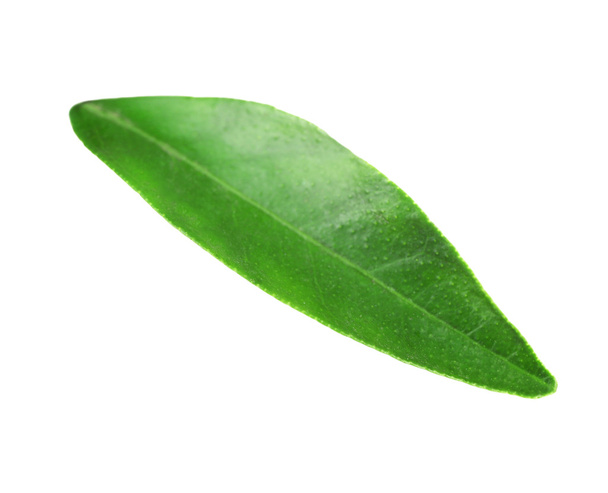 Green leaf of orange tree - 写真・画像